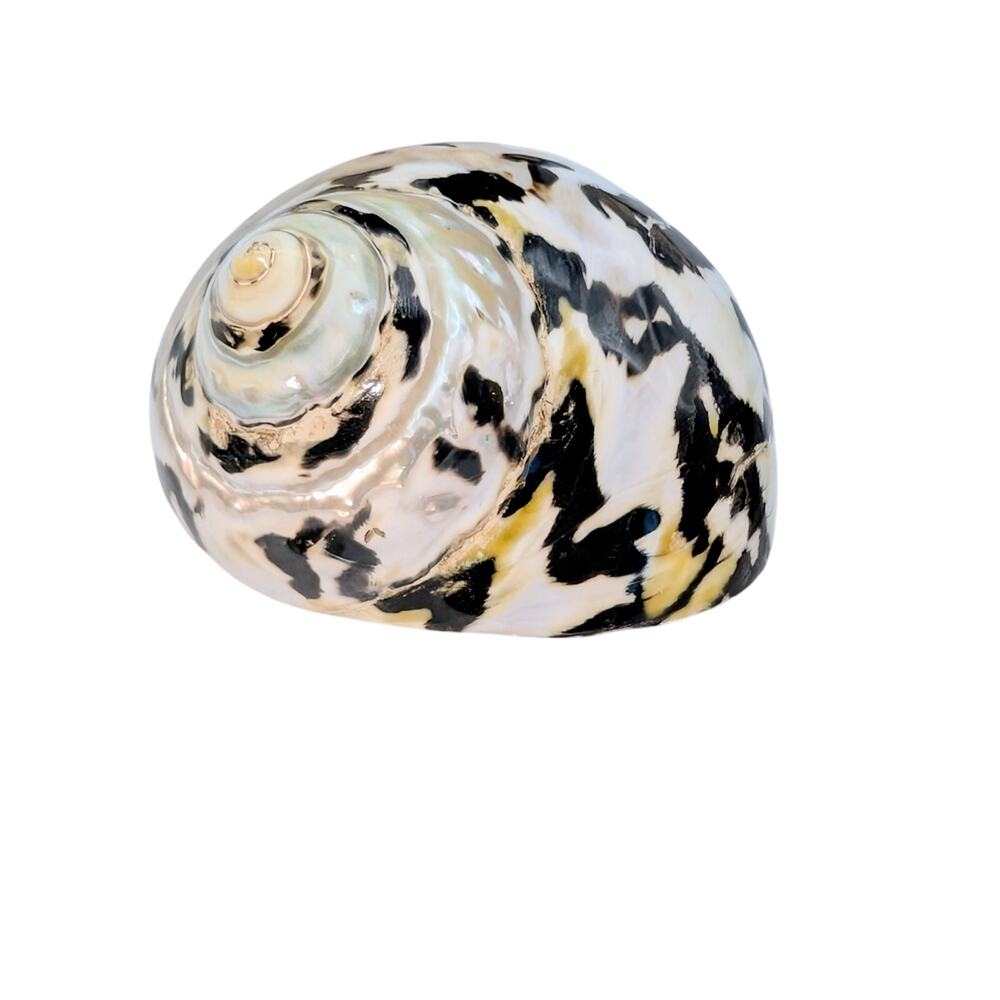 Set of Two Magpie Turbo Shell Black and White Seashell Coastal Decor - Picture 3 of 5